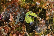 Martadoris amakusana nudi Virididentula Bugula dentata bryo-Maldives Machchafushi Wrk-29m-20240426-da-DSC_7045_tn